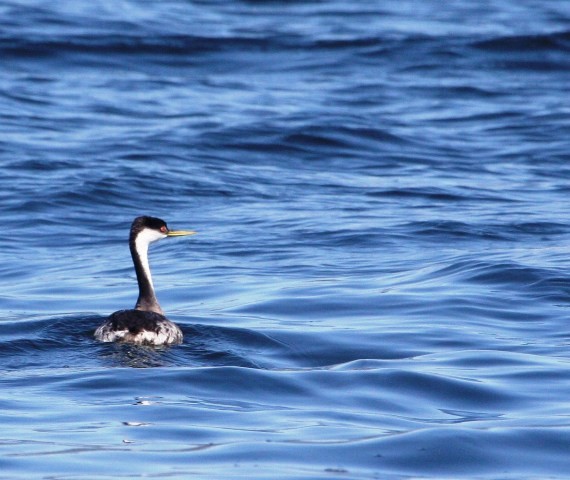 Western Grebe